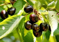 Prunus avium Szomolyai fekete / Szomolyai fekete cseresznye